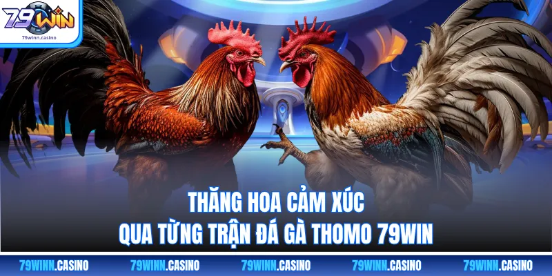 Thăng hoa cảm xúc qua từng trận đá gà Thomo 79WIN